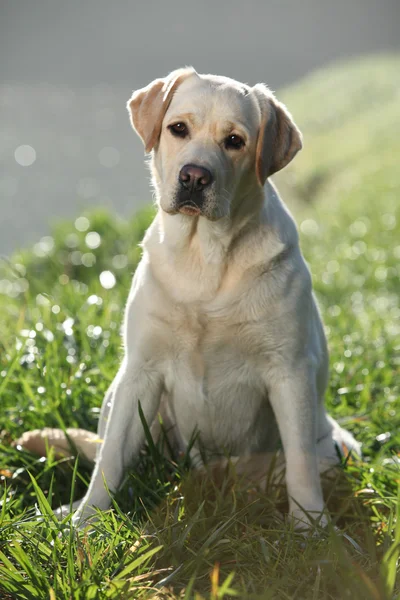 Lindo labrador retriever sentado — Fotografia de Stock