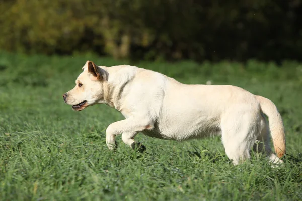 クリーム ラブラドル ・ レトリーバー犬を実行しています。 — ストック写真