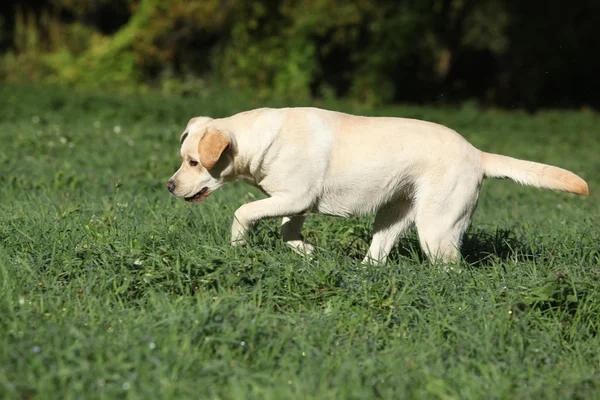 Creme Labrador retriever corriendo —  Fotos de Stock