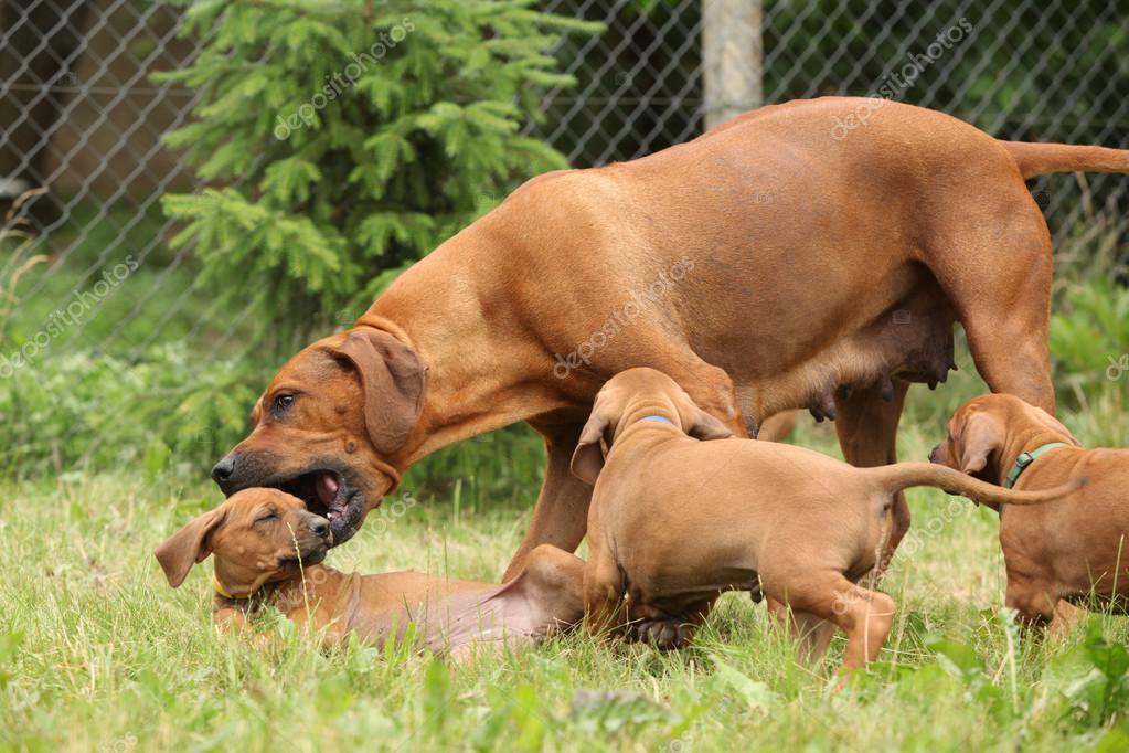 Bohemian ridgeback cheap dog