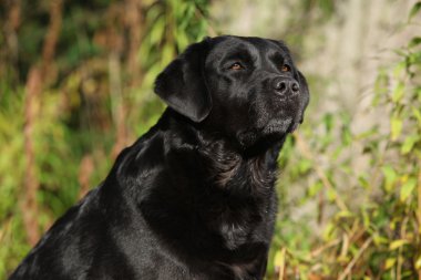 güzel Siyah labrador retriever portresi
