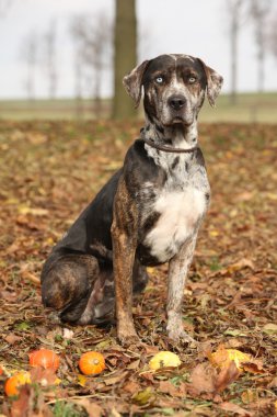 Louisiana catahoula köpek Güz