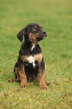 Louisiana catahoula köpek çim