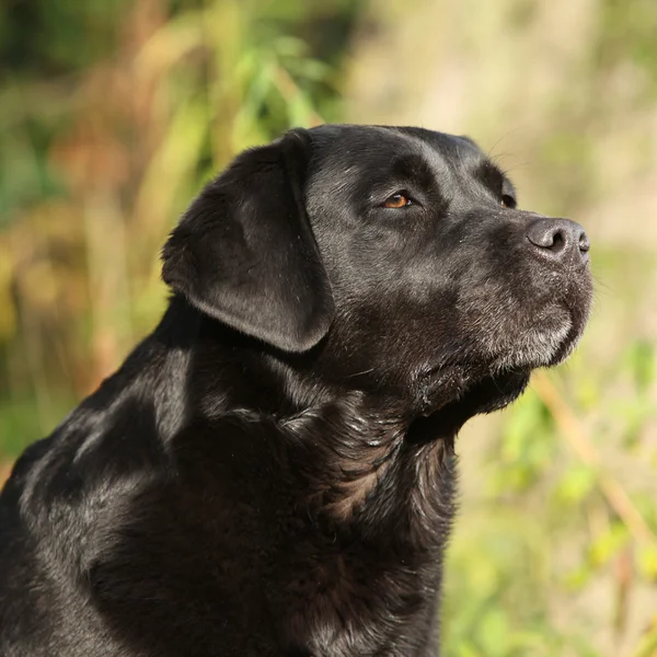 Portret van mooie zwarte labrador retriever in de natuur — Stockfoto