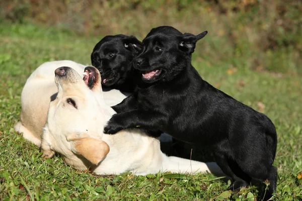 Hermosa crema labrador retriever con cachorros negros — Foto de Stock