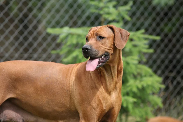 Rhodesian ridgeback teef — Stockfoto