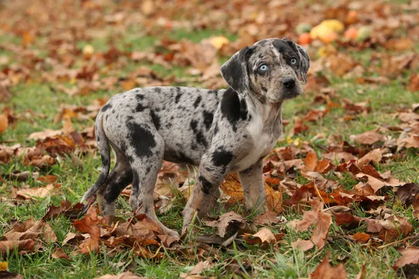 Louisiana Catahoula puppy in Autumn — Stock Photo, Image