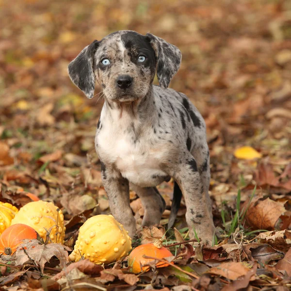 Louisiana Catahoula puppy with pumpkins in Autumn — Stock Photo, Image