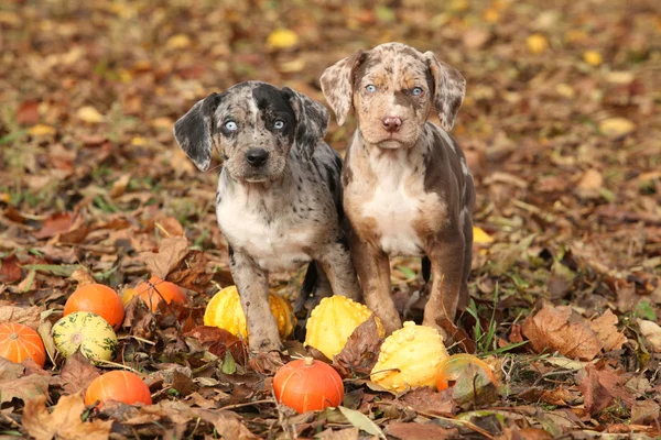 Louisiane Chiots Catahoula aux citrouilles en automne — Photo