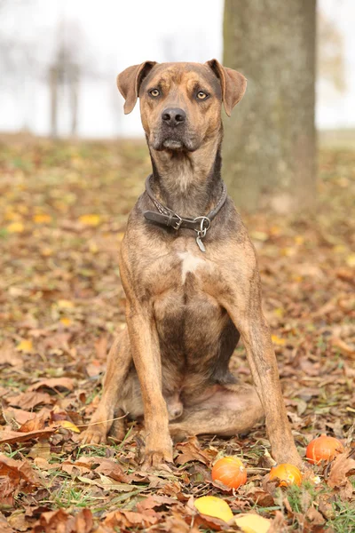 Louisiana catahoula hond in de herfst — Stockfoto