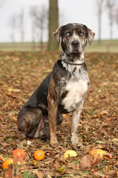 Louisiana catahoula Hund im Herbst — Stockfoto