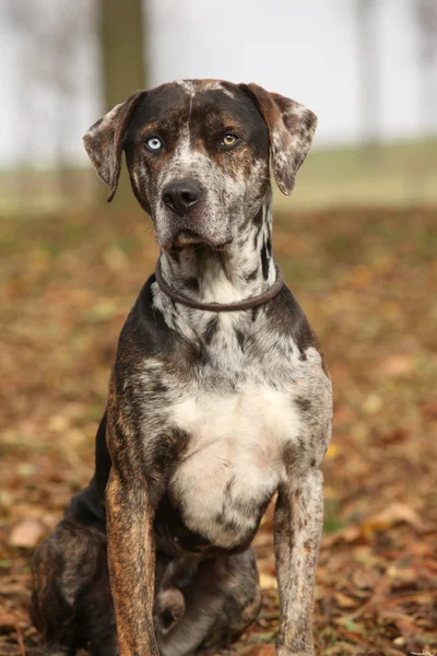 Luisiana Catahoula perro en otoño — Foto de Stock