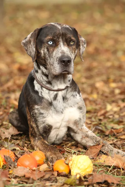 路易斯安那州卡塔胡拉狗与小南瓜在秋天 — 图库照片
