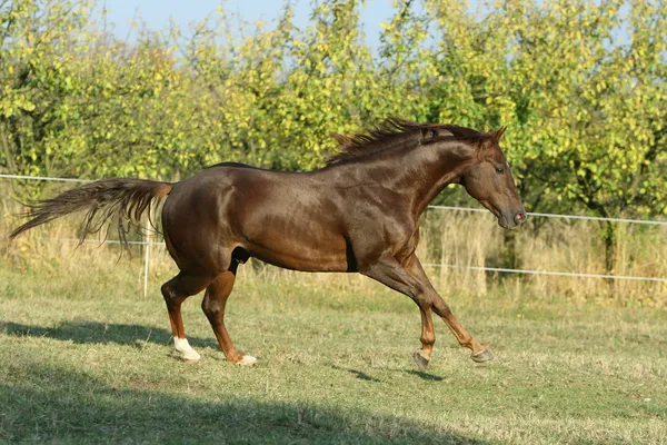 完璧な茶色のクォーター馬 — ストック写真