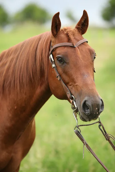 Trevlig kvartalet häst hingst med västlig betsel — Stockfoto