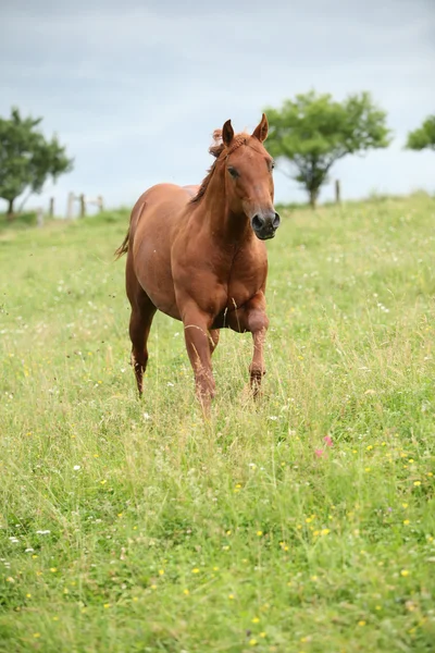Bom Quarter cavalo garanhão correndo em pastagem — Fotografia de Stock