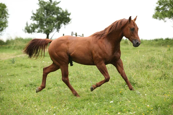 Bonito caballo de barrio semental corriendo en los pastos — Foto de Stock