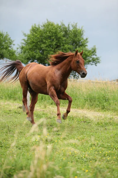 Szép Quarter horse mén fut a legeltetés — Stock Fotó