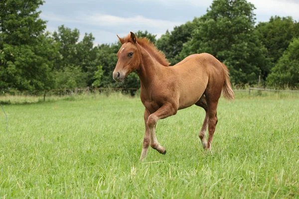 Filly of sorrel solid paint horse — Stock Photo, Image