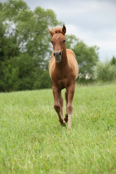 Filly de azeda cavalo de pintura sólida antes de uma tempestade — Fotografia de Stock