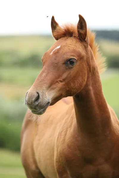 スイバの固体ペンキの馬の子馬の肖像画 — ストック写真