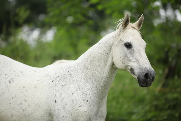 Українська повний крові кінь працює на pasturage — стокове фото