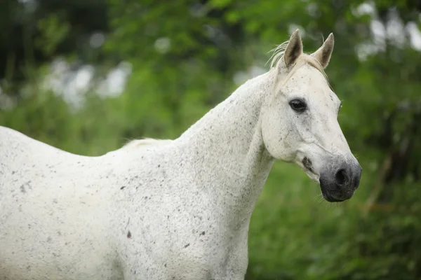 Cavallo di sangue pieno inglese che corre sul pascolo — Foto Stock