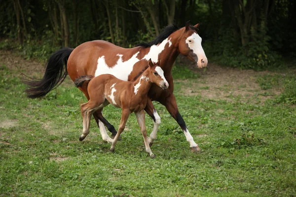 Paint horse mare with adorable foal on pasturage — Stock Photo, Image