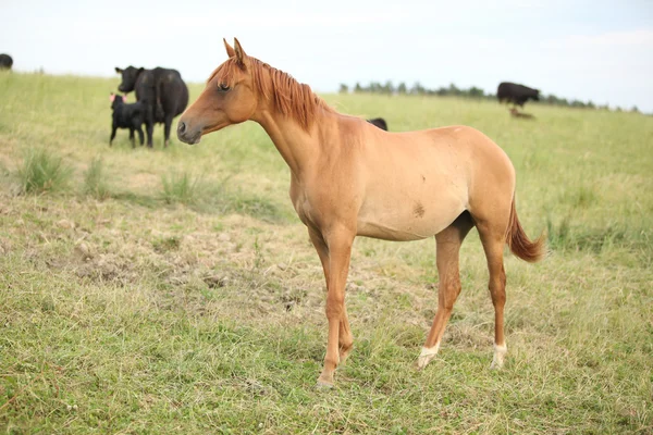 Młody koń kasztan na pastwiska — Zdjęcie stockowe