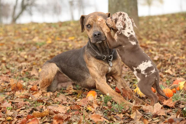 Луизианская собака-катаула боится воспитания — стоковое фото