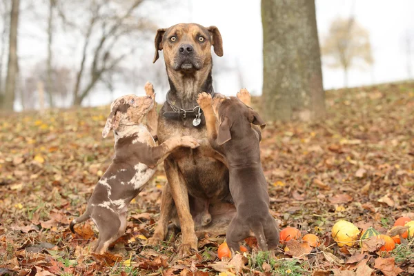 Louisiana Catahoula dog scared of parenting — Stock Photo, Image