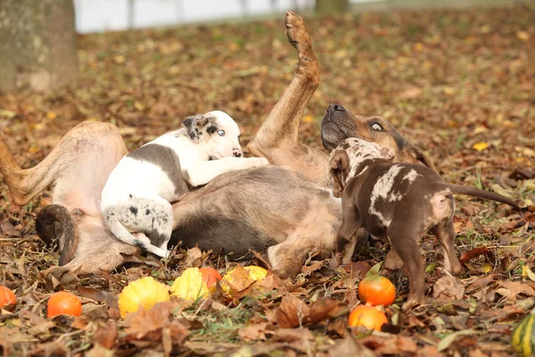 Louisiana Catahoula dog playing with puppies — Stock Photo, Image