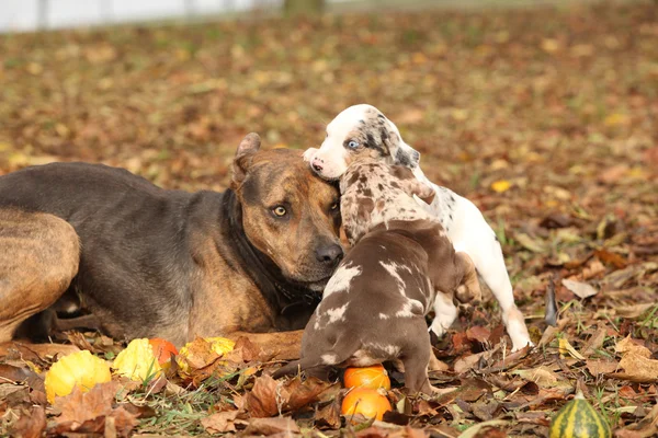 Luisiana Catahoula perro jugando con cachorros — Foto de Stock