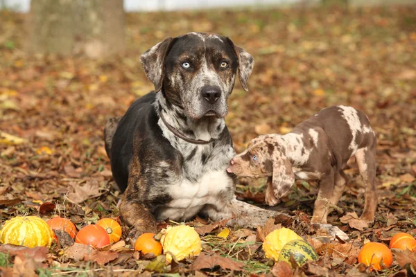 Louisiana catahoula hond met schattige puppy — Stockfoto