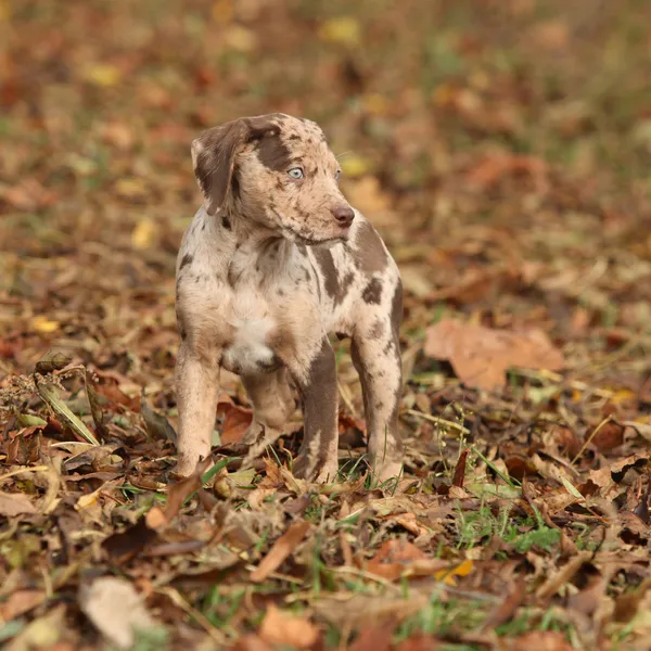 Louisiana Catahoula puppy in autumn — Stock Photo, Image