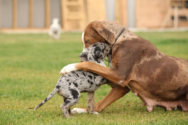 Louisiana Catahoula perra con cachorro — Foto de Stock