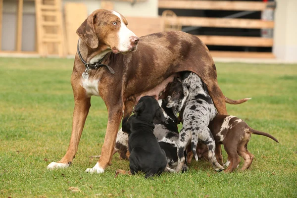 Louisiana Catahoula bitch with puppies — Stock Photo, Image