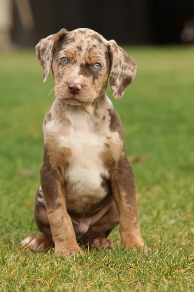 Louisiana catahoula valp på gräset — Stockfoto