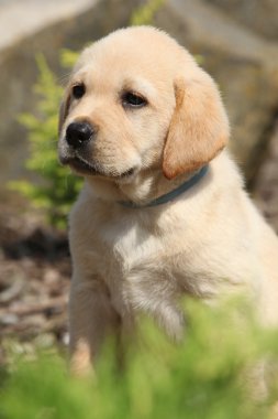 portre sevimli labrador retriever köpek yavrusu