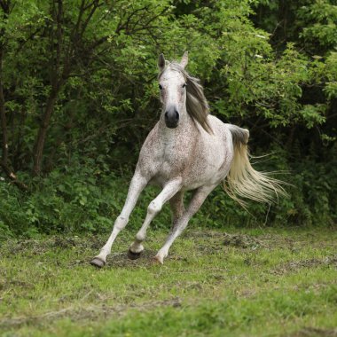 yeşil arka çalışan Arap mare