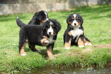 Üç bernese dağ köpeği yavru