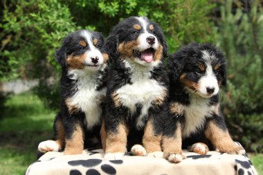 oturan üç bernese dağ köpeği yavru