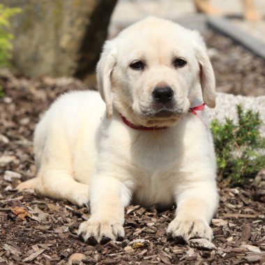 Sana bakarken muhteşem labrador retriever köpek yavrusu