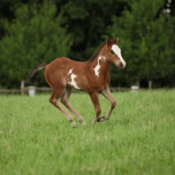 Nice Paint horse filly running on pasturage — Stock Photo, Image