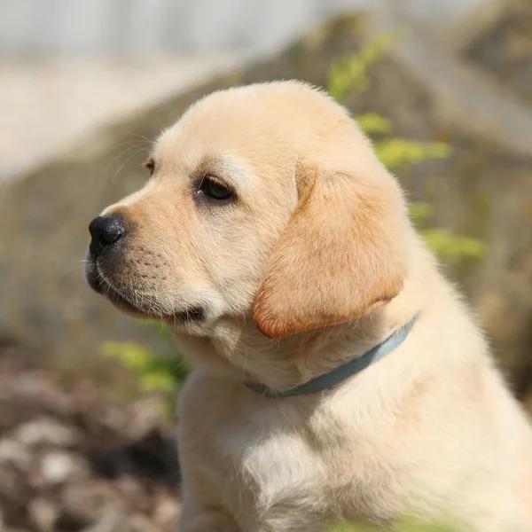 Portret pięknej labrador retriever szczeniak — Zdjęcie stockowe