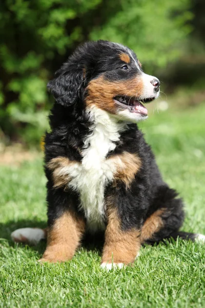 Bernese 山狗小狗坐在草地上 — 图库照片