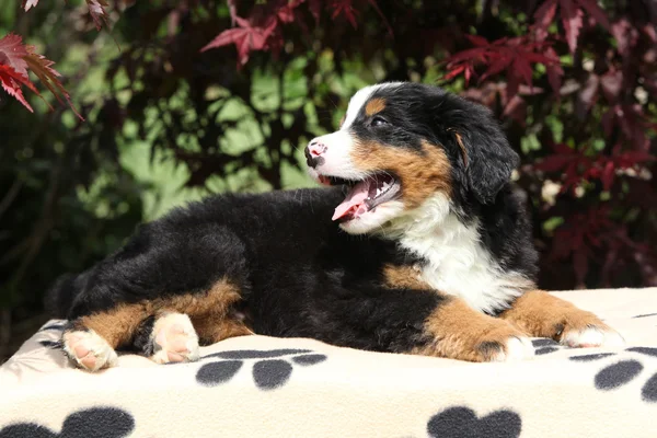 Bernese Mountain Dog cachorro en manta sonriendo —  Fotos de Stock