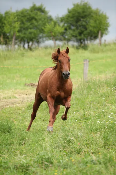 Pěkný čtvrtletí kůň hřebec běží na pastvin — Stock fotografie
