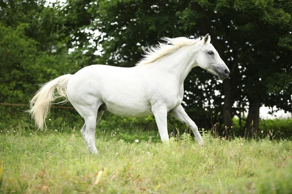 白いチェコ warmblood 放牧で実行されています。 — ストック写真