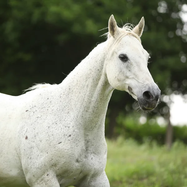 Cavallo di sangue pieno inglese che corre sul pascolo — Foto Stock